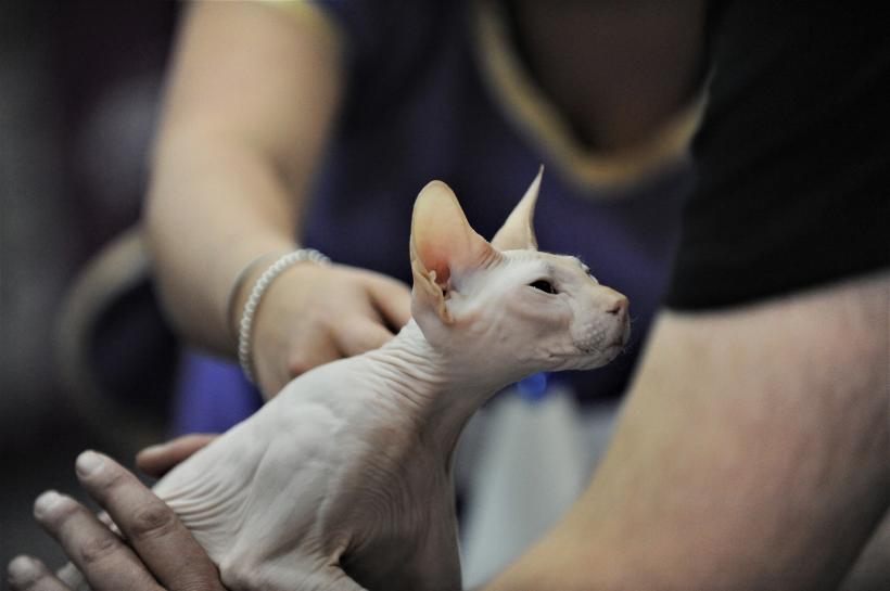 GALERIE FOTO - Expoziția internațională de pisici, SOFISTICAT, ediția de primăvară 18572178