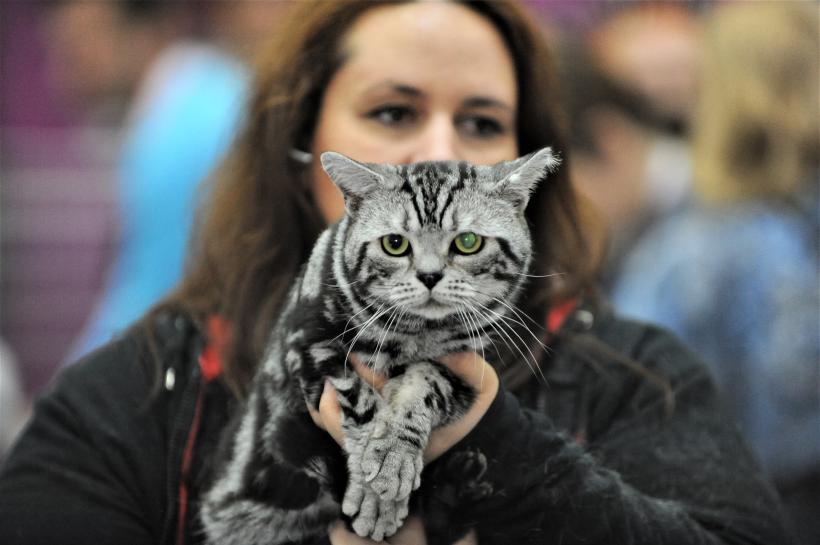 GALERIE FOTO - Expoziția internațională de pisici, SOFISTICAT, ediția de primăvară 18572179