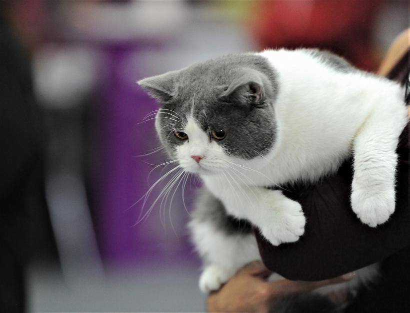 GALERIE FOTO - Expoziția internațională de pisici, SOFISTICAT, ediția de primăvară 18572180