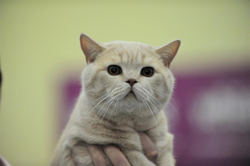 GALERIE FOTO - Expoziția internațională de pisici, SOFISTICAT, ediția de primăvară 18572181