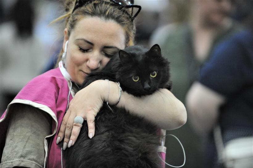 GALERIE FOTO - Expoziția internațională de pisici, SOFISTICAT, ediția de primăvară 18572182