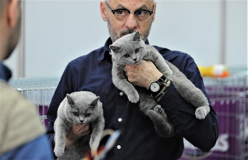 GALERIE FOTO - Expoziția internațională de pisici, SOFISTICAT, ediția de primăvară 18572183