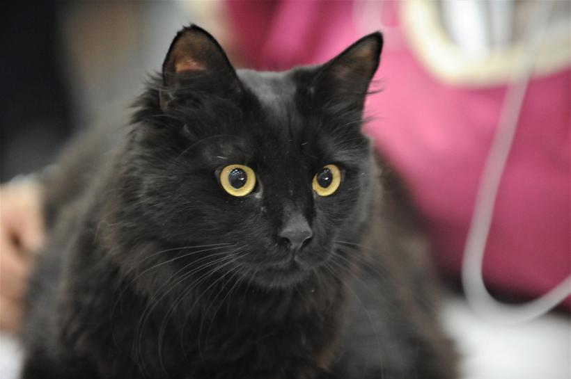 GALERIE FOTO - Expoziția internațională de pisici, SOFISTICAT, ediția de primăvară 18572184