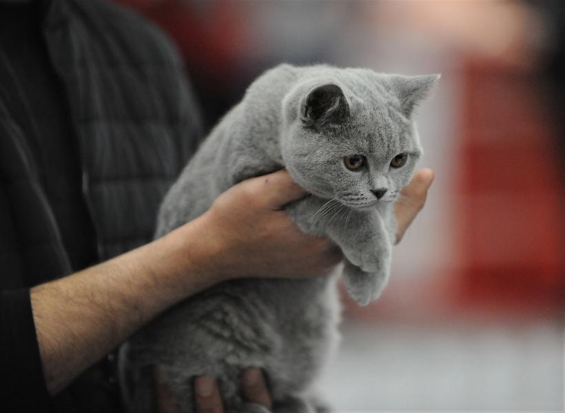 GALERIE FOTO - Expoziția internațională de pisici, SOFISTICAT, ediția de primăvară 18572185