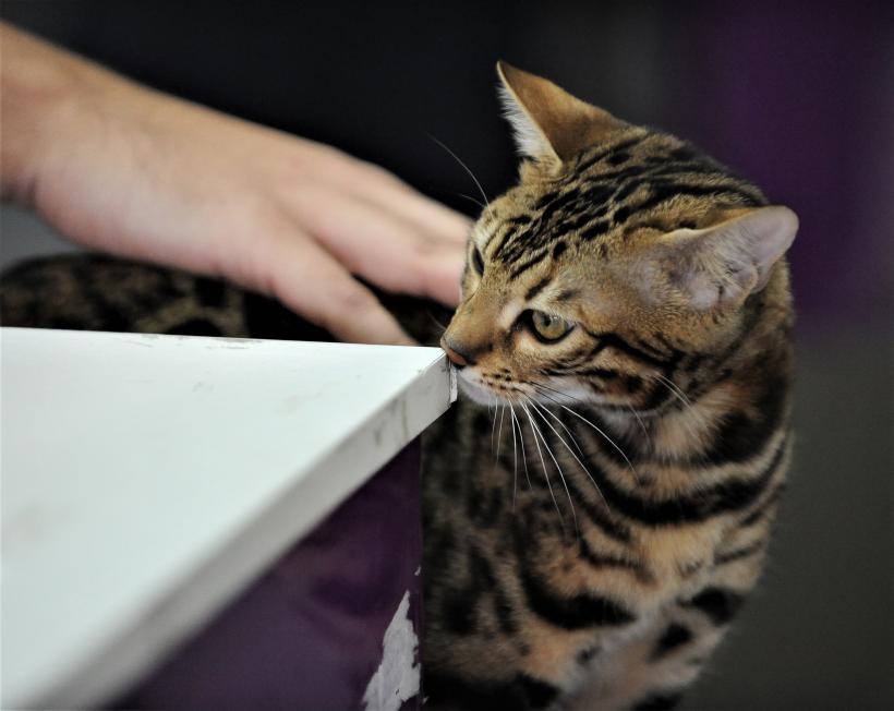 GALERIE FOTO - Expoziția internațională de pisici, SOFISTICAT, ediția de primăvară 18572186