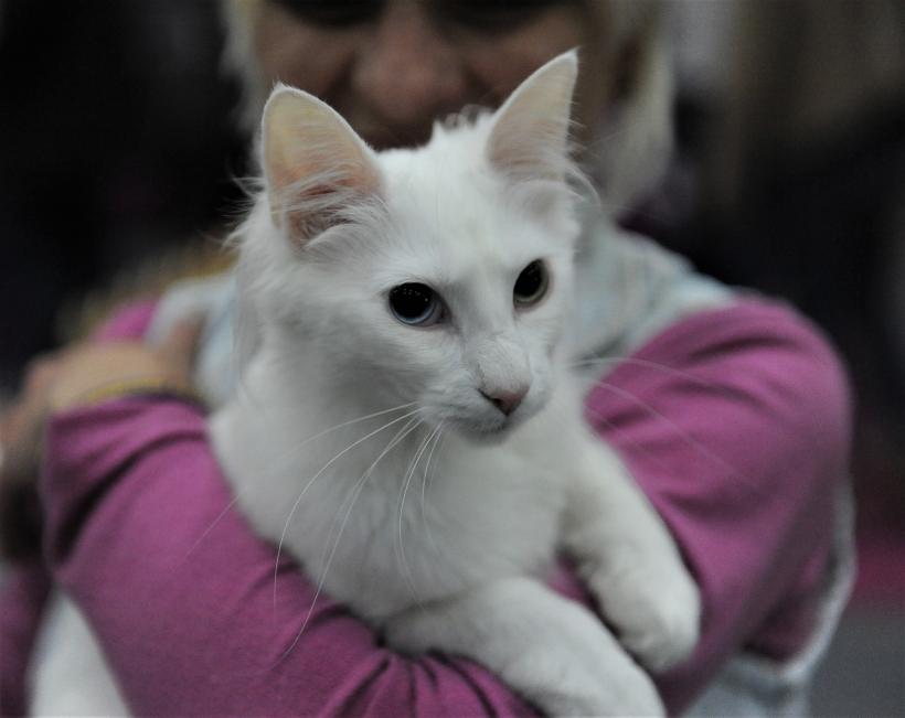 GALERIE FOTO - Expoziția internațională de pisici, SOFISTICAT, ediția de primăvară 18572187