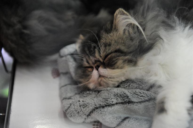 GALERIE FOTO - Expoziția internațională de pisici, SOFISTICAT, ediția de primăvară 18572188