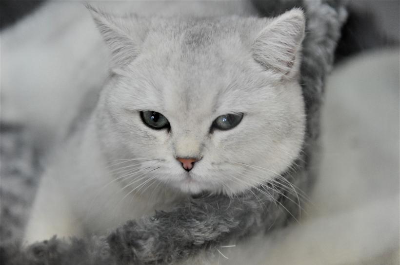 GALERIE FOTO - Expoziția internațională de pisici, SOFISTICAT, ediția de primăvară 18572189