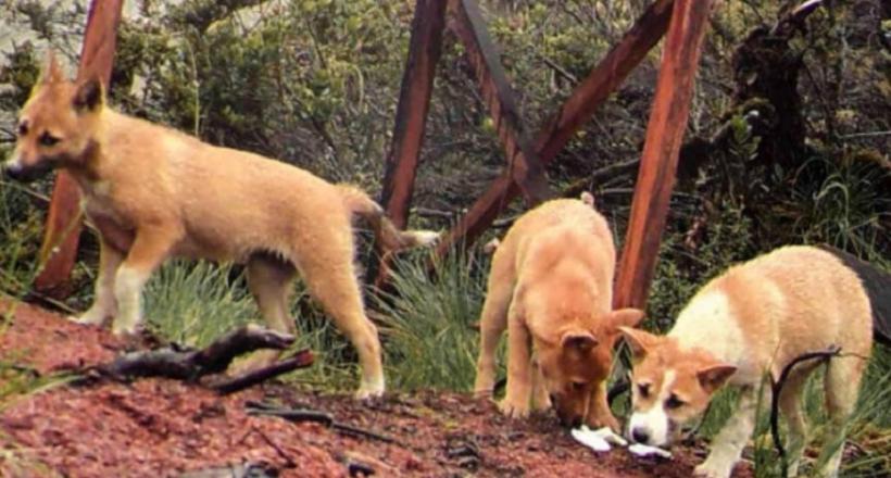 GALERIE FOTO - Un câine sălbatic considerat dispărut a fost redescoperit după 50 de ani