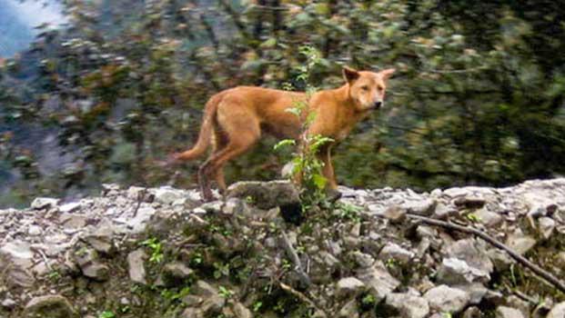 GALERIE FOTO - Un câine sălbatic considerat dispărut a fost redescoperit după 50 de ani 18572229