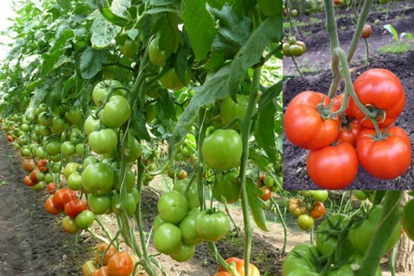 Hrană bio pentru tomate, cu ingrediente din gospodărie. 7 rețete incredibile de îngrășăminte naturale
