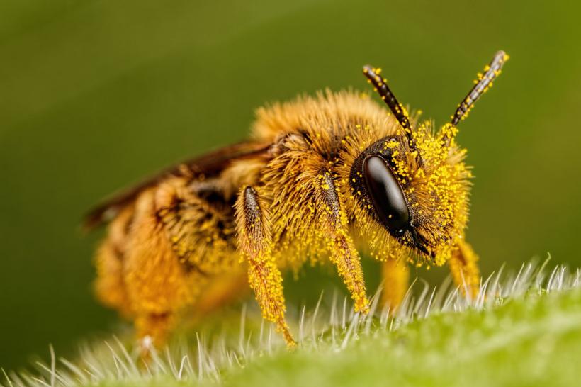 Beneficiile consumului de polen