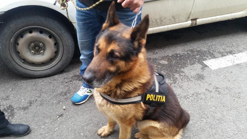 IPJ Prahova vinde 3 câini polițiști. Ce performanțe au câinii eroi