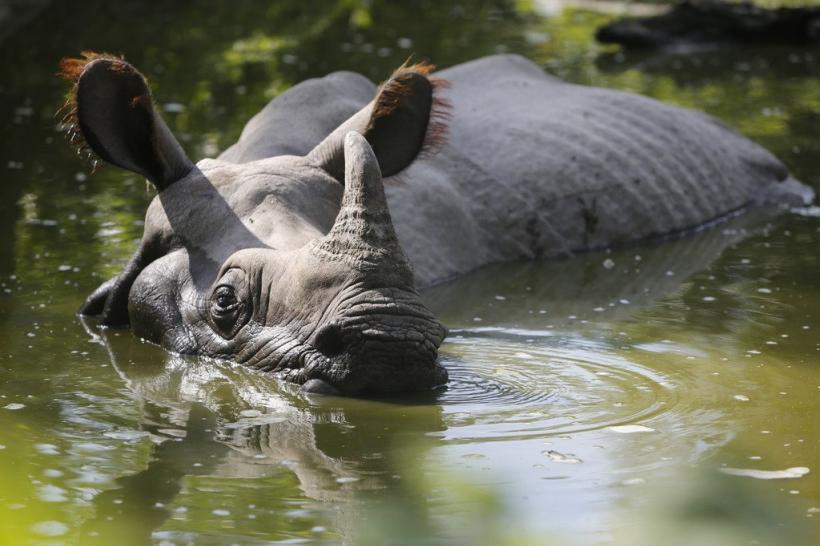 Un rinocer cu un singur corn pe cale de dispariție a fost ucis de braconieri