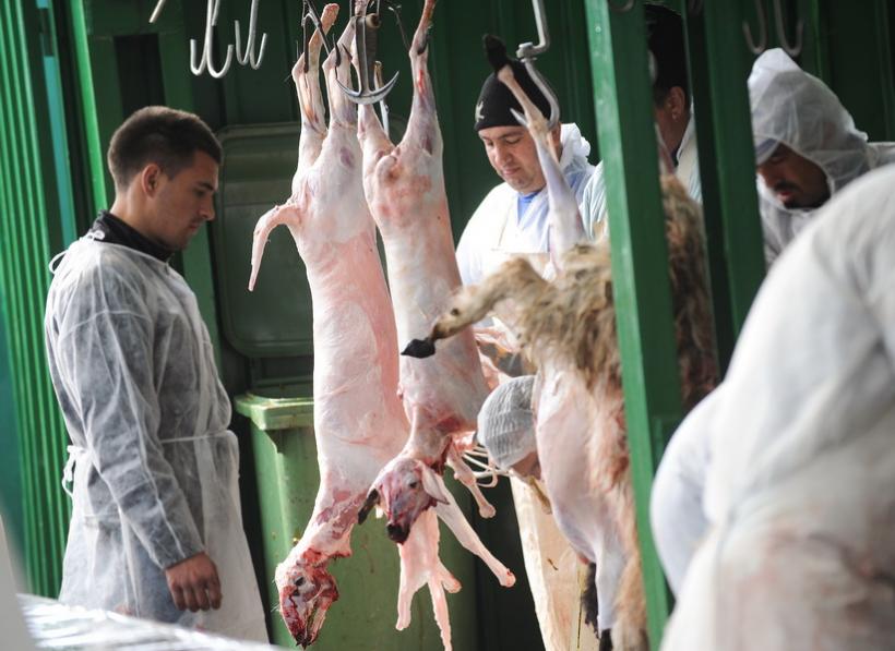 Tulcea: Peste o tonă de carne de oaie fără documente de provenienţă, confiscată de autorităţi