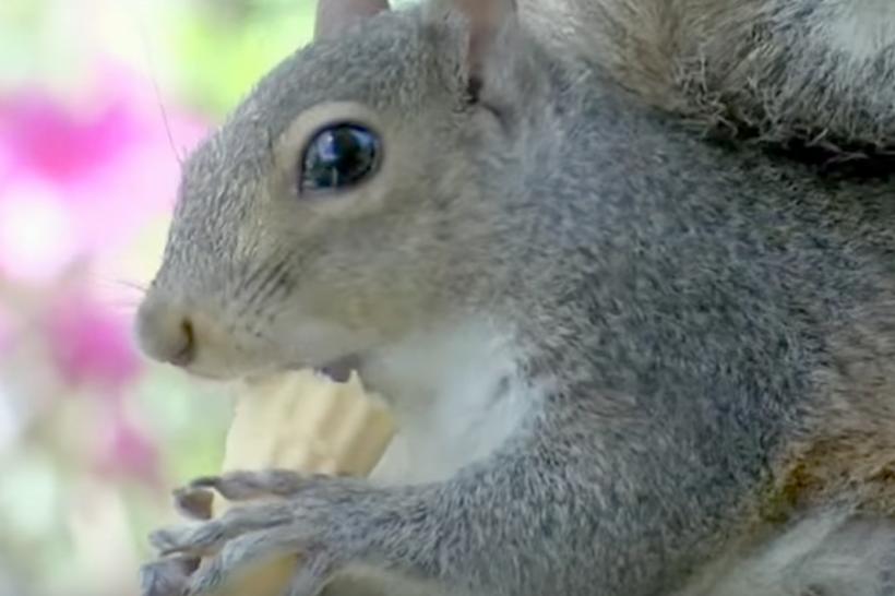 VIDEO - O veveriță a devenit dependentă de înghețată