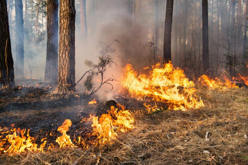 Incendiile de pădure s-au înmulţit alarmant
