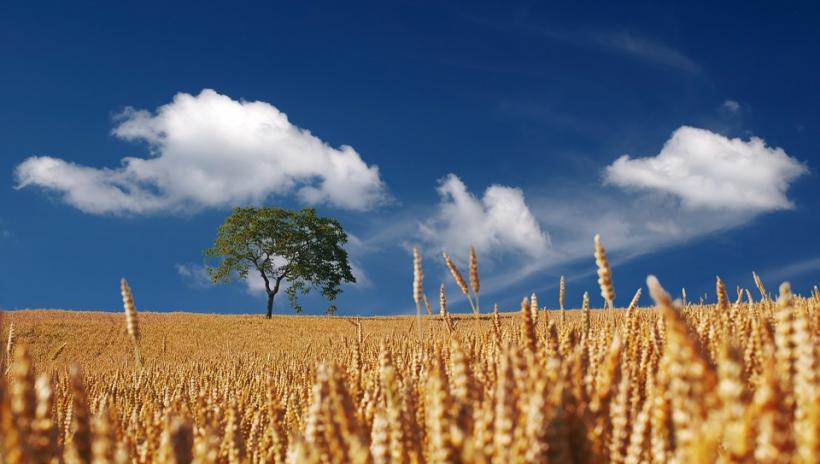 România, al 6-lea producător de cereale din Uniunea Europeană