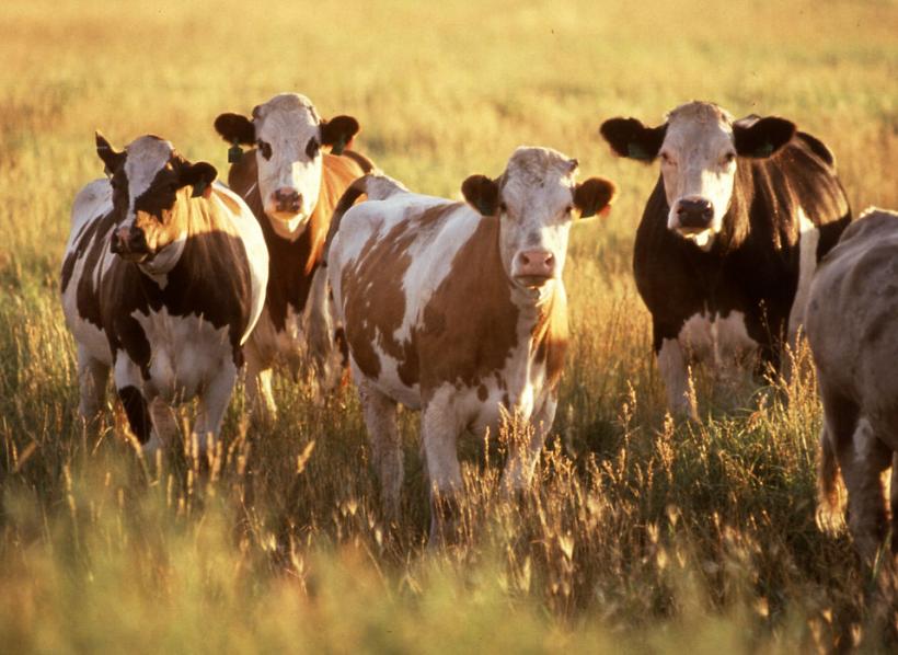 Fenomen rar: o vacă a născut trei viței și toți au supraviețuit
