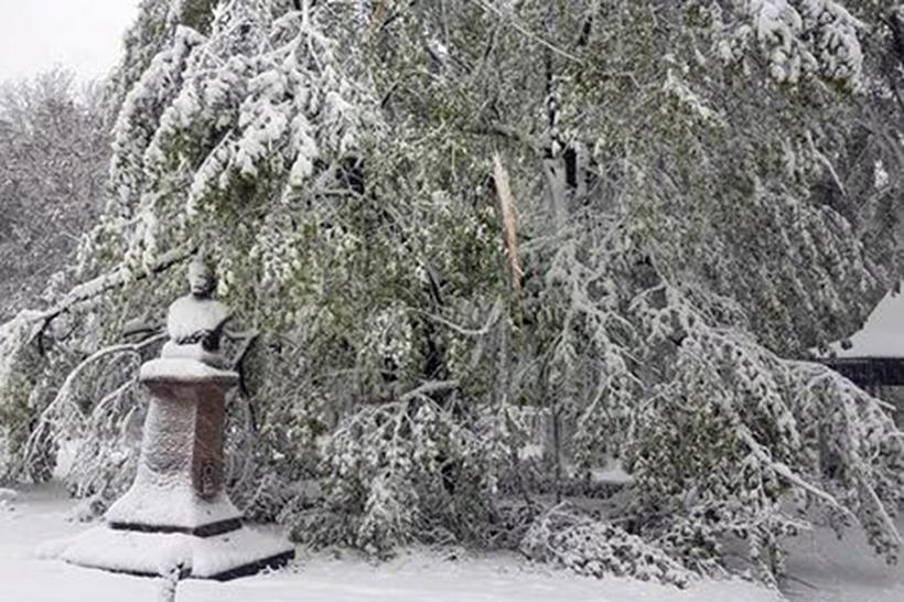 GALERIE FOTO - Iaşi: Teiul lui Eminescu este în pericol din cauza zăpezii