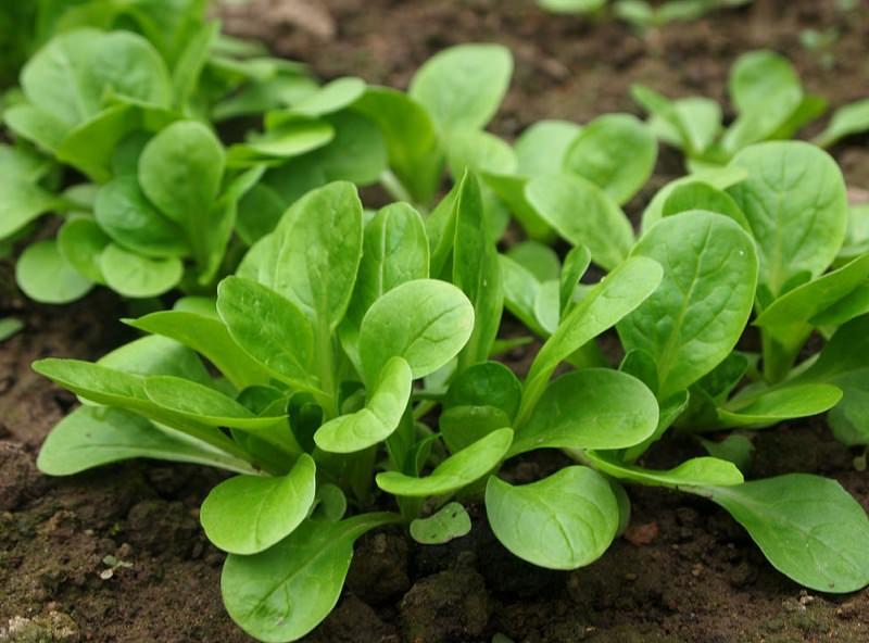 Salata. Cum se cultivă, cum se întreține, cum se recoltează. Sfaturi pentru agricultori