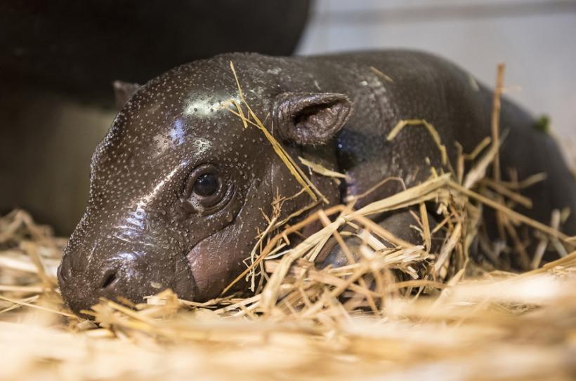 GALERIE FOTO - Cum arată un pui de hipopotam pitic 