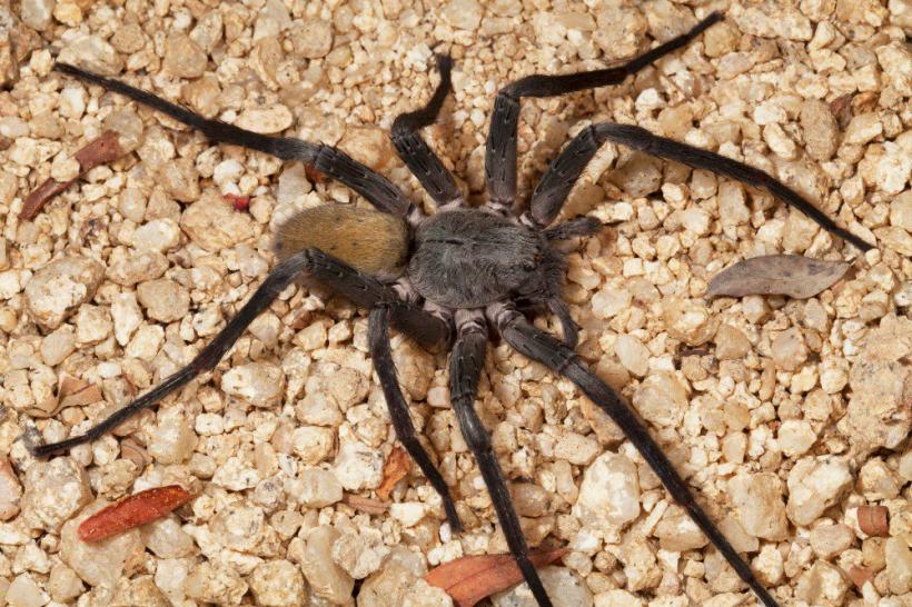 A fost descoperită o nouă specie de păianjen, de dimensiunea unei farfurii