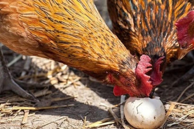 Sfaturi pentru agricultori. 5 metode prin care dezvățăm găinile să își mănânce ouăle
