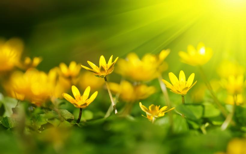 „Floarea de aur a sănătății” vindecă peste 20 de boli interne și externe