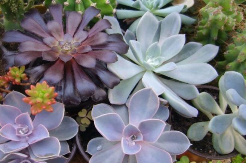 10 plante de apartament care nu necesită îngrijiri speciale