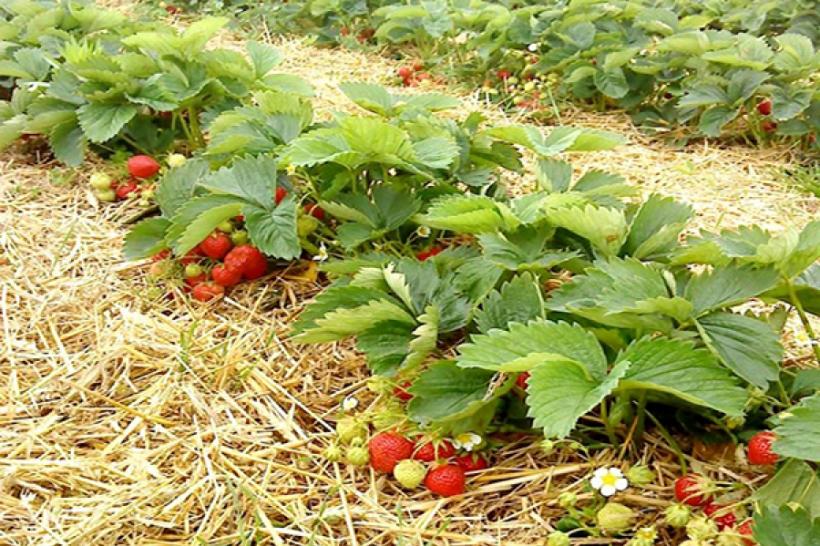 Plantarea căpșunilor de grădină. Tot ce trebuie să știi (sfaturi pentru agricultori)