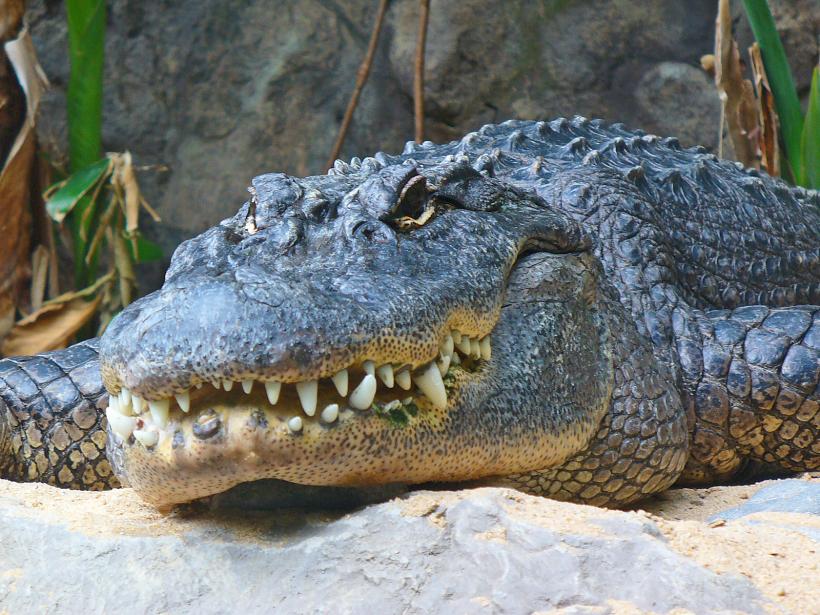 O fetiţă a scăpat din fălcile unui aligator datorită unui sfat învăţat într-un parc de atracţii