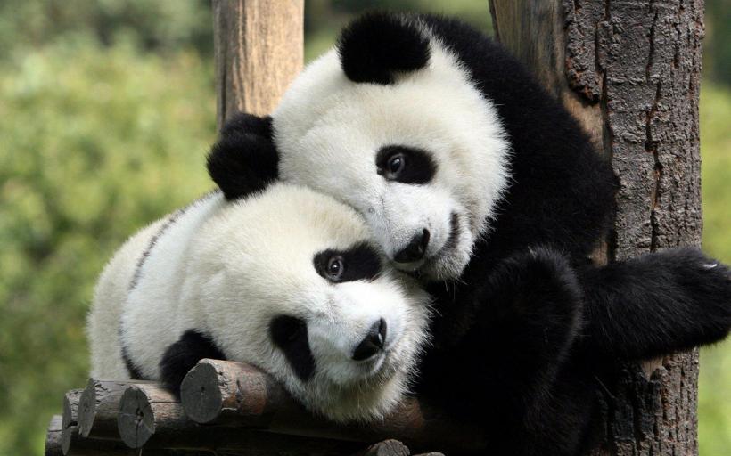 O femelă de panda gigant de la o grădină zoologică din Japonia a primit garoafe din morcovi de Ziua internaţională a mamei