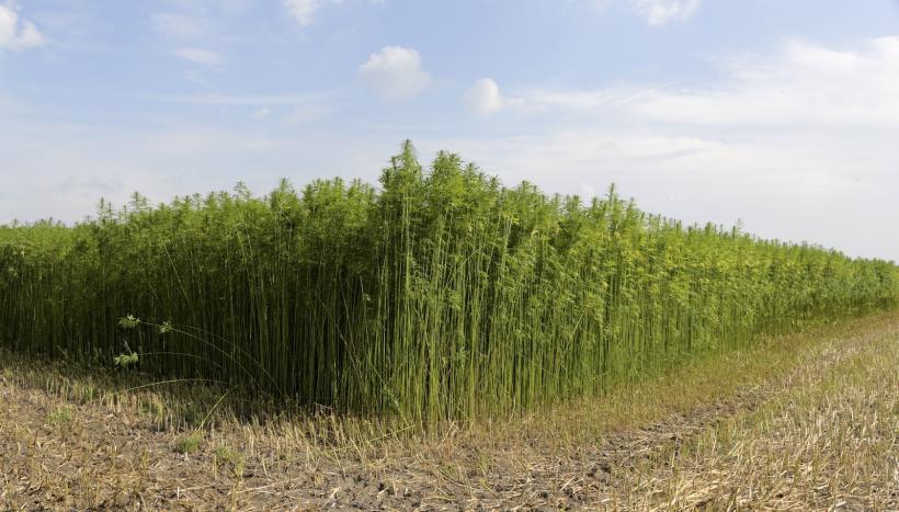 În Botoșani se va cultiva cânepă pe aproape 900 hectare