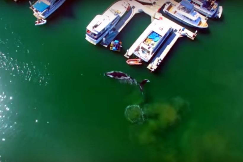 VIDEO -  Imagini spectaculoase cu o balenă uriașă care înoată alene printre bărci