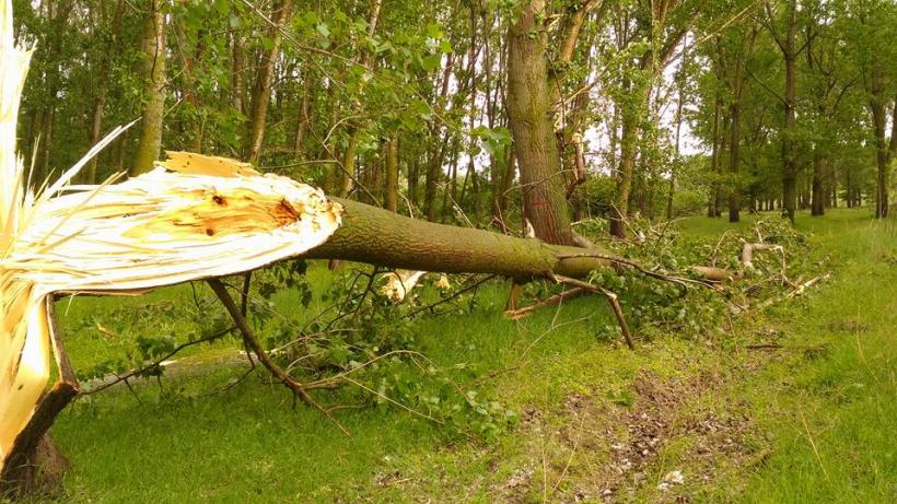 Ialomița - Vijelia a afectat mai multe acoperișuri și a rupt câteva zeci de arbori în Făcăieni