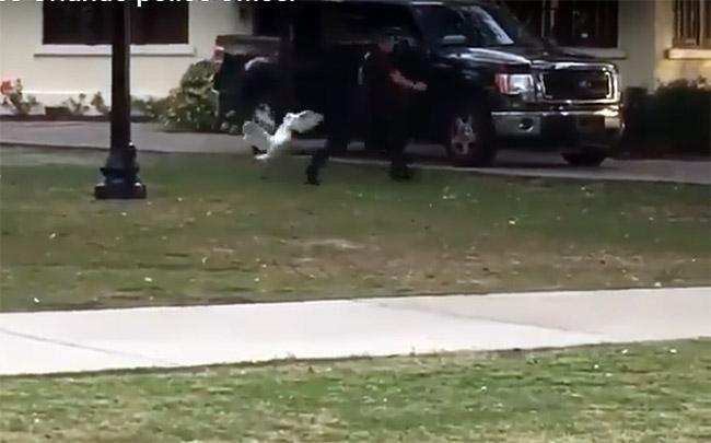 VIDEO - SUA: O lebădă pune pe fugă un ofiţer de poliţie