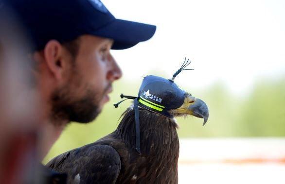 Poliţia belgiană foloseşte vulturi antrenaţi pentru a doborî dronele neautorizate la summitul NATO de la Bruxelles