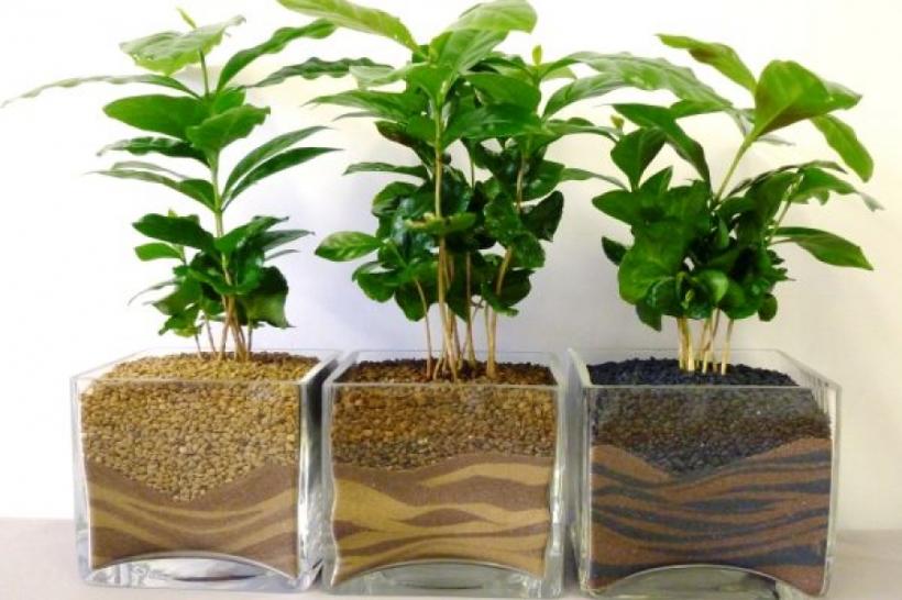 5 plante de apartament care absorb umiditatea din aer și îți păstrează casa... sănătoasă