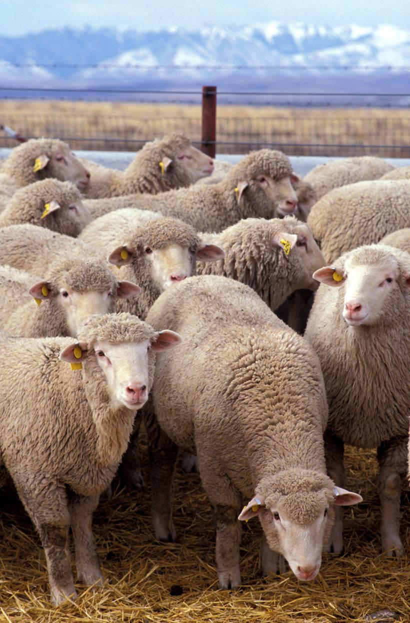 Investitorii doresc să folosească lâna de oaie în domeniul construcţiilor, ca termoizolant