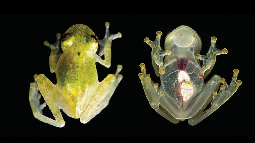 O nouă specie de broască transparentă a fost descoperită în Amazon