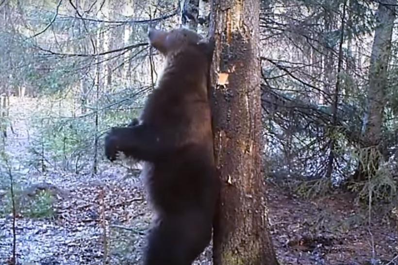 VIDEO - Imagini amuzante în care un urs pare că execută un dans la bară