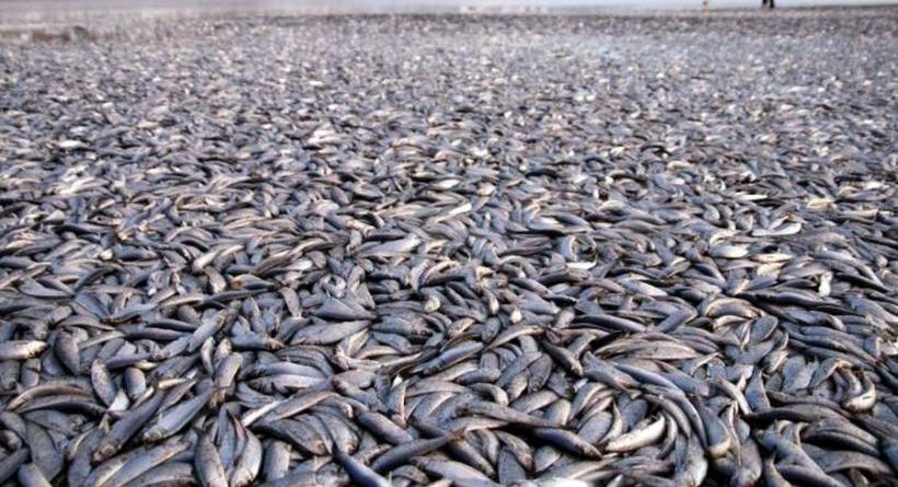 Dezastru piscicol în județul Alba; 40 de tone de pești au murit într-un iaz