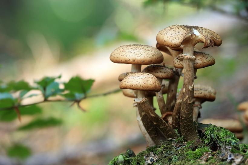 Cinci lucruri fascinante despre ciuperci