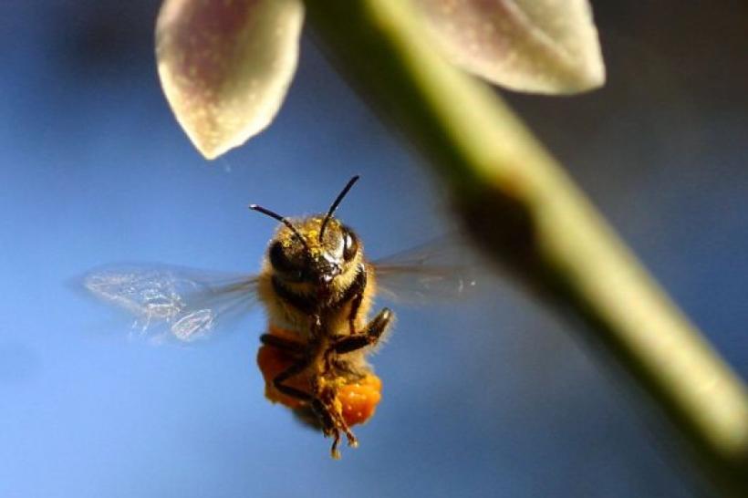 Învăţaţi de la albine: Regina stupului vaccinează toate albinele-bebeluşe