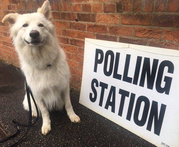 Marea Britanie: Fotografiile cu câini la secţiile de votare pentru alegerile legislative anticipate, virale pe reţelele de socializare