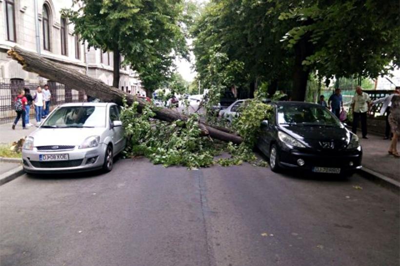 Un copac prăbuşit pe carosabil lângă un colegiu din Craiova a avariat 2 mașini