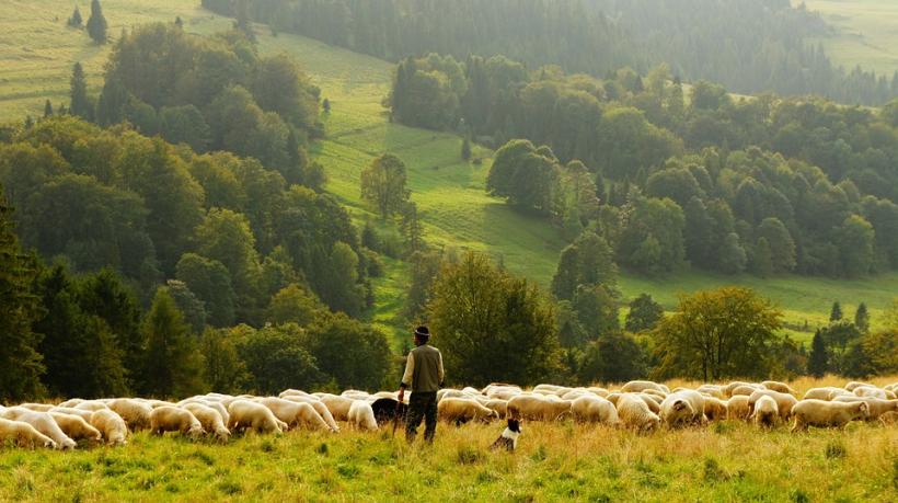 Hunedoara: Bătaie între ciobani în Retezat; unul dintre ei a murit