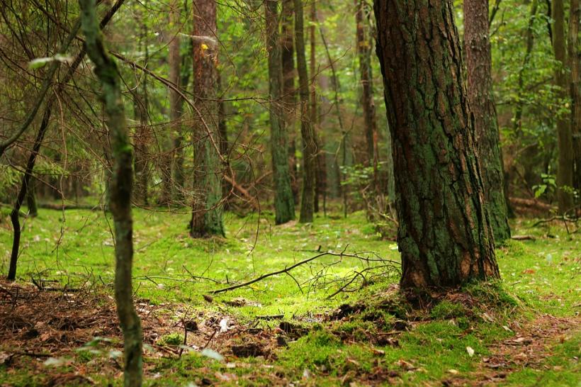  CCR: Restituirea terenurilor forestiere aparţinând domeniului public - numai după trecerea în domeniul privat al statului
