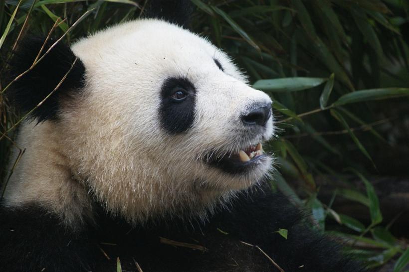 Impact economic de 242 milioane de dolari în urma naşterii unui pui de urs panda în Japonia